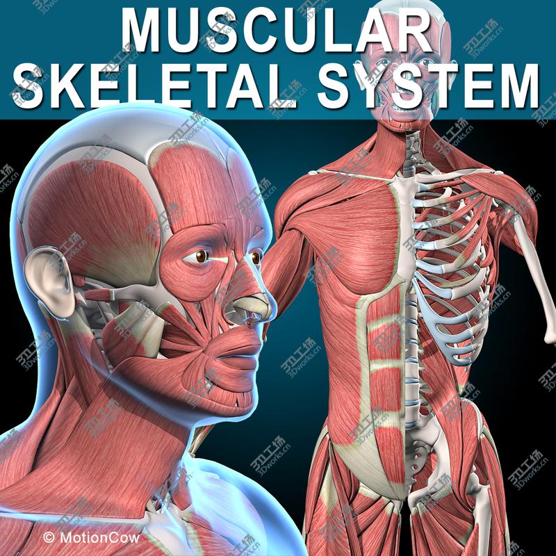 images/goods_img/20210319/Muscles & Skeleton/1.jpg